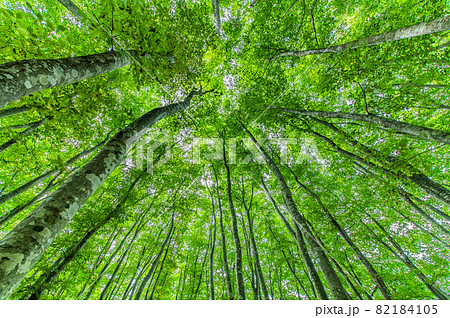 新潟県十日町市　夏の美人林 82184105