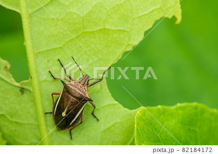 シロヘリクチブトカメムシ シロヘリクチブトカメムシ 82184172