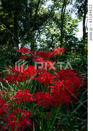 茂みの中の彼岸花　lycoris radiata 82184612