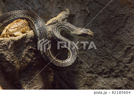 シマヘビ 82185604