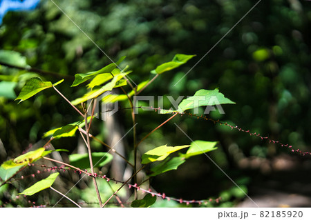 公園の草木 82185920