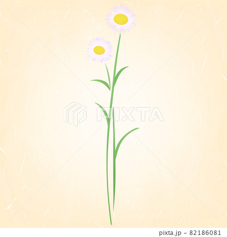 和紙に花の背景イラスト(ハルジオン) 和紙に花の背景イラスト(ハルジオン) 82186081