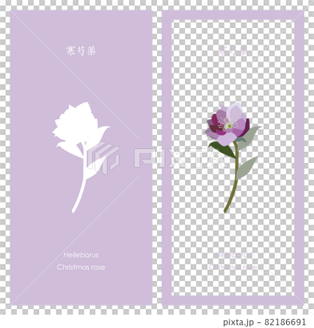 Christmas rose illustration and silhouette Christmas rose illustration and silhouette 82186691