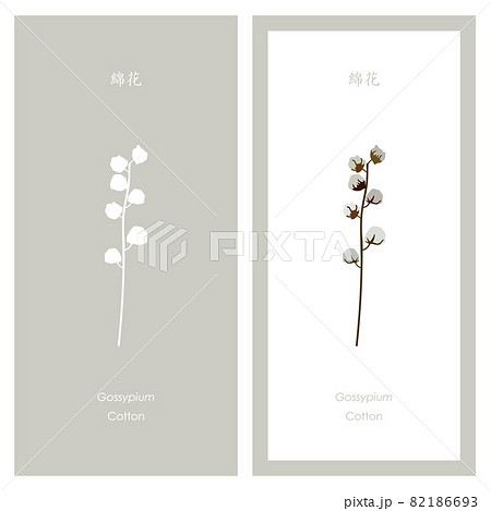 コットンフラワーのイラストとシルエットのイラスト素材 コットンフラワーのイラストとシルエットのイラスト素材