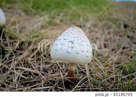 きのこ　カラカサタケ 82186705