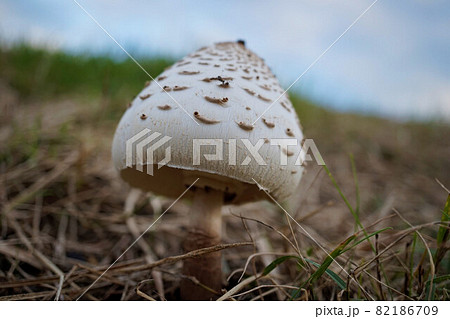 きのこ　カラカサタケ 82186709