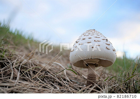 きのこ　カラカサタケ 82186710