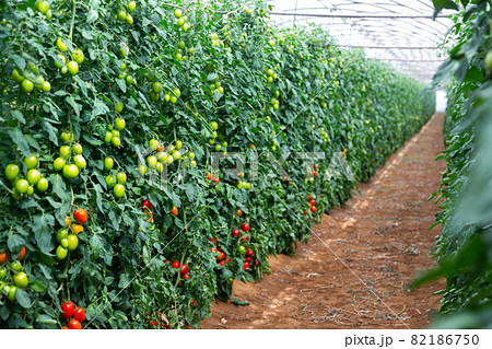 Tomatoes growing on shrubs Tomatoes growing on shrubs 82186750