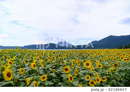 開聞岳が見える夏の池田湖 82186847