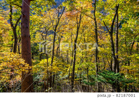 那須塩原 渓谷の紅葉 那須塩原 渓谷の紅葉 82187001