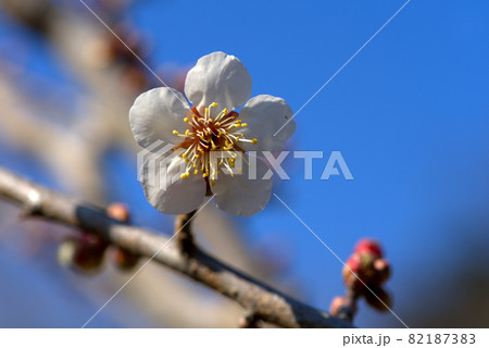 小鳥の森(三徳園)の梅園に咲く一重咲きの白梅の花と青空 岡山県岡山市東区 小鳥の森(三徳園)の梅園に咲く一重咲きの白梅の花と青空 岡山県岡山市東区 82187383