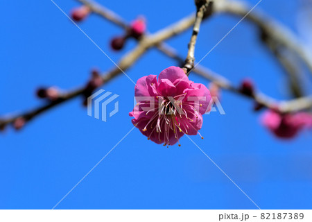 小鳥の森（三徳園）　青空と八重咲きの紅梅の花　岡山県岡山市東区 82187389