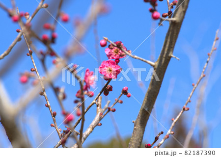 小鳥の森(三徳園) 八重咲きの紅梅の花とツボミと青空 岡山県岡山市東区 小鳥の森(三徳園) 八重咲きの紅梅の花とツボミと青空 岡山県岡山市東区 82187390