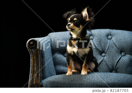 チワワのシンプルなスタジオポートレート 82187705
