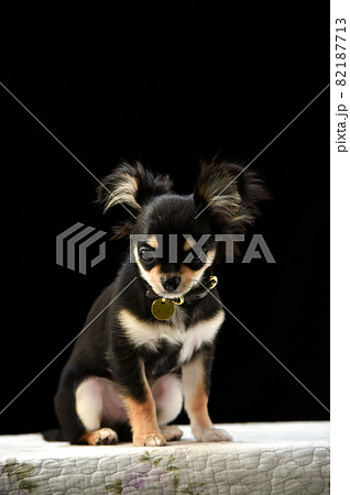 チワワのシンプルなスタジオポートレート 82187713