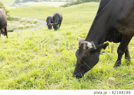 草を食む牧場の牛 草を食む牧場の牛 82188288
