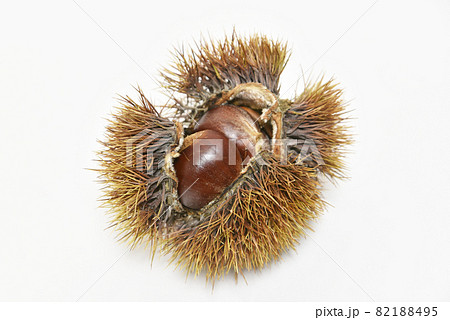 はぜた毬栗 82188495