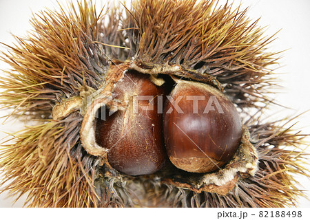 はぜた毬栗 82188498