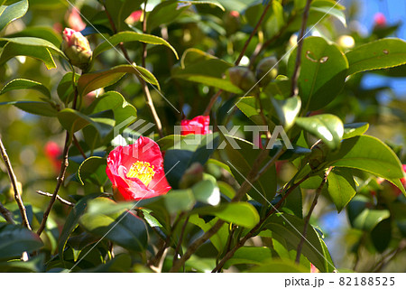 小鳥の森(三徳園) 早春の陽射しの中で咲く赤いツバキの花 岡山県岡山市東区 小鳥の森(三徳園) 早春の陽射しの中で咲く赤いツバキの花 岡山県岡山市東区 82188525