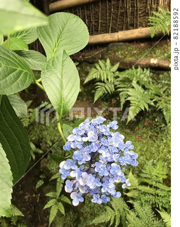 紫陽花と苔 紫陽花と苔 82188592
