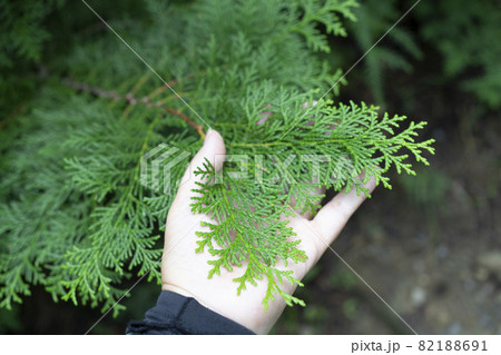 手のひらにのせた檜の葉っぱ 手のひらにのせた檜の葉っぱ 82188691