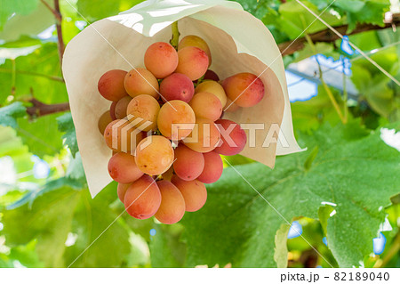 (山梨県)御坂町 果樹園のクイーンニーナ (山梨県)御坂町 果樹園のクイーンニーナ 82189040