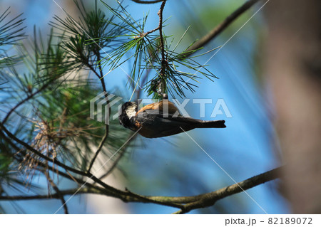 《岡山県》晴れの日、奥津湖の浮島で見たヤマガラ 82189072