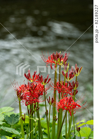 川のほとりのヒガンバナ 川のほとりのヒガンバナ 82189227