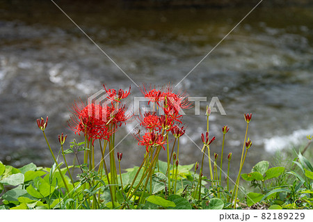 川のほとりのヒガンバナ 82189229