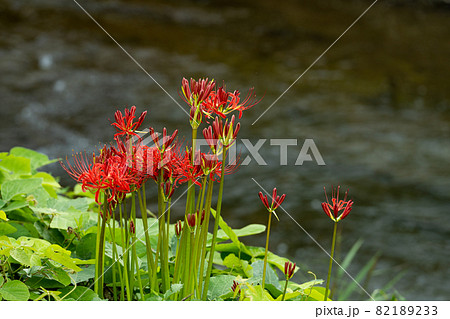 川のほとりのヒガンバナ 82189233