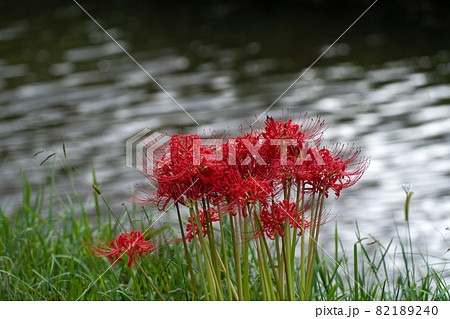 川のほとりのヒガンバナ 82189240