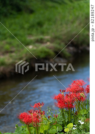 川のほとりのヒガンバナ 82189247