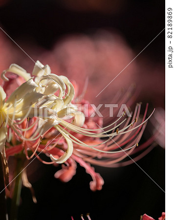 ピンク色の曼珠沙華 リコリス ピンク色の曼珠沙華 リコリス 82189869