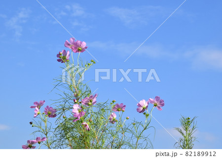 秋晴れとピンクのコスモス(緑背景) 青空に咲くピンクのコスモス 秋晴れとピンクのコスモス(緑背景) 青空に咲くピンクのコスモス 82189912