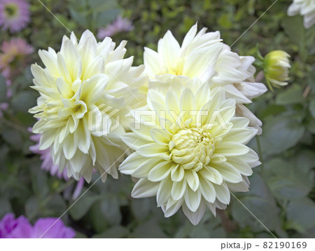 Blooming white dahlia flower in the garden Blooming white dahlia flower in the garden 82190169