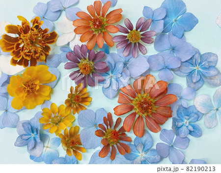 押し花たち 押し花たち 82190213