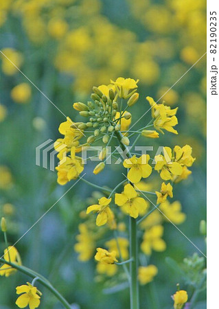 菜の花 菜の花 82190235