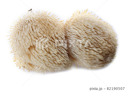 Hericium erinaceus mushroom (monkey head mushroom, bearded tooth fungus, bearded hedgehog mushroom, pom pom, lion's mane mushroom) Hericium erinaceus mushroom (monkey head mushroom, bearded tooth fungus, bearded hedgehog mushroom, pom pom, lion's mane mushroom) 82190507