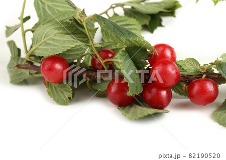 Nanking cherry on branch Nanking cherry on branch 82190520