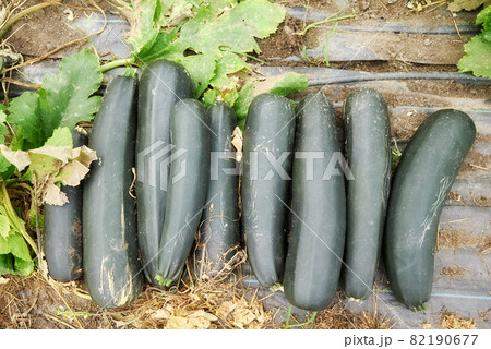 Organic zucchini on a greenhouse ground. 82190677