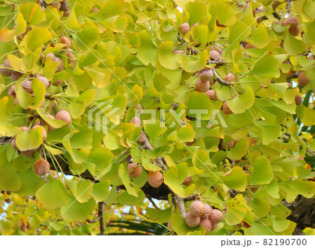 銀杏の木 82190700