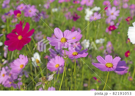 cosmos flowers are bloom on the garden. cosmos flowers are bloom on the garden. 82191053