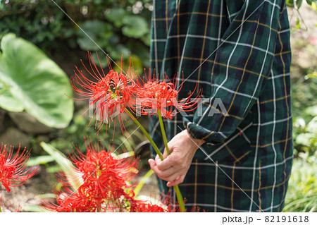 彼岸花を摘むシニア女性の写真素材