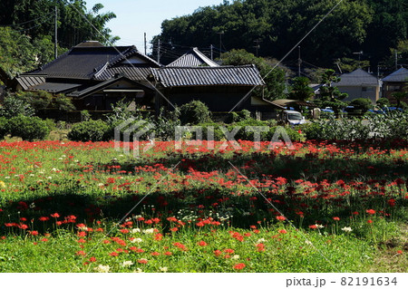 9月　青梅141ヒガンバナ(彼岸花)･ヒガンバナ科･霞丘陵自然公園 82191634