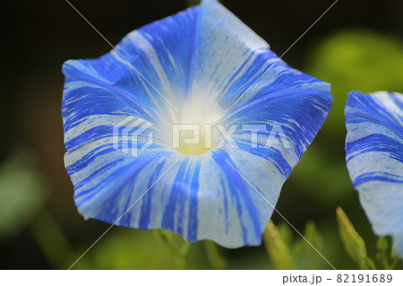 朝顔 82191689