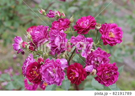 蜂ヶ峰の薔薇 82191789