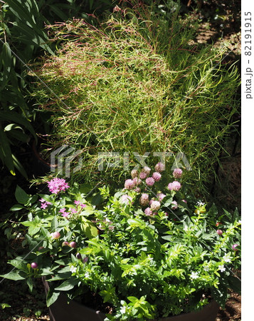 コキアを使った寄せ植えの写真素材