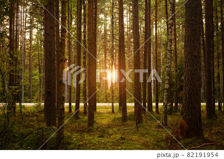 Magic autumn woods with warm sunlight, tall fir trees in green forest 82191954