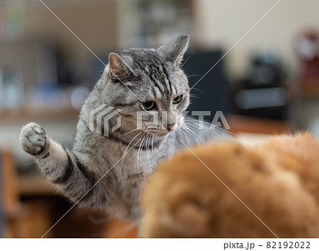 腕を振り上げる猫　サバトラ猫 82192022