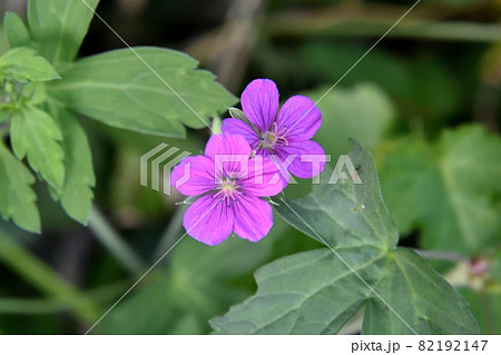 ゲンノショウコの花 ゲンノショウコの花 82192147